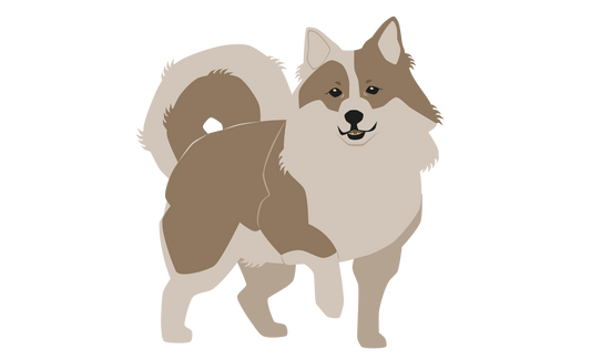 Greenland promo pack 1 sheep dog