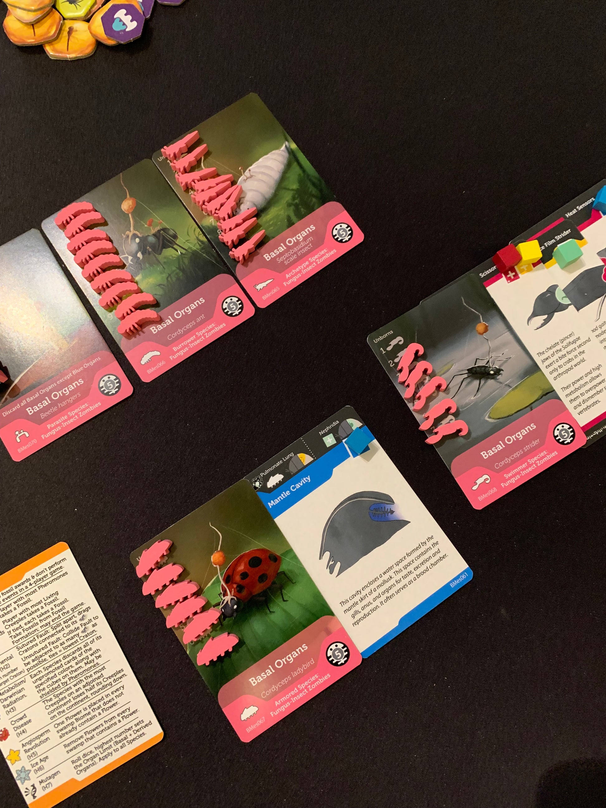 Bios: Mesofauna board game - Organ cards and fossil chits arranged in gameplay positions